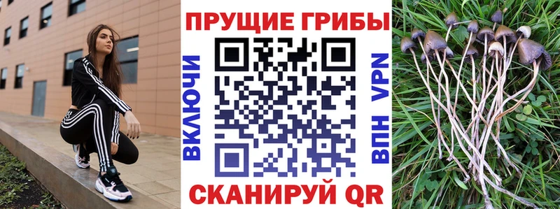 где купить наркоту  Нижнеудинск  KRAKEN как зайти  Псилоцибиновые грибы мухоморы 